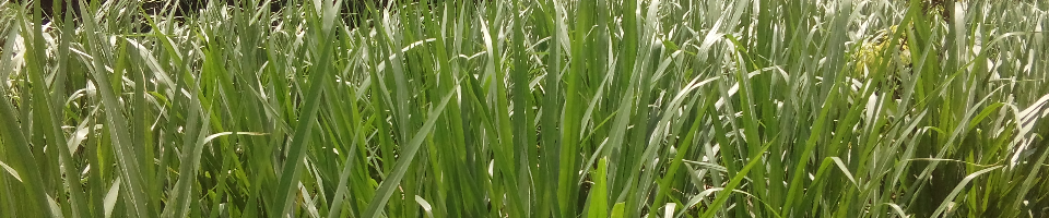 পাকচং ঘাস