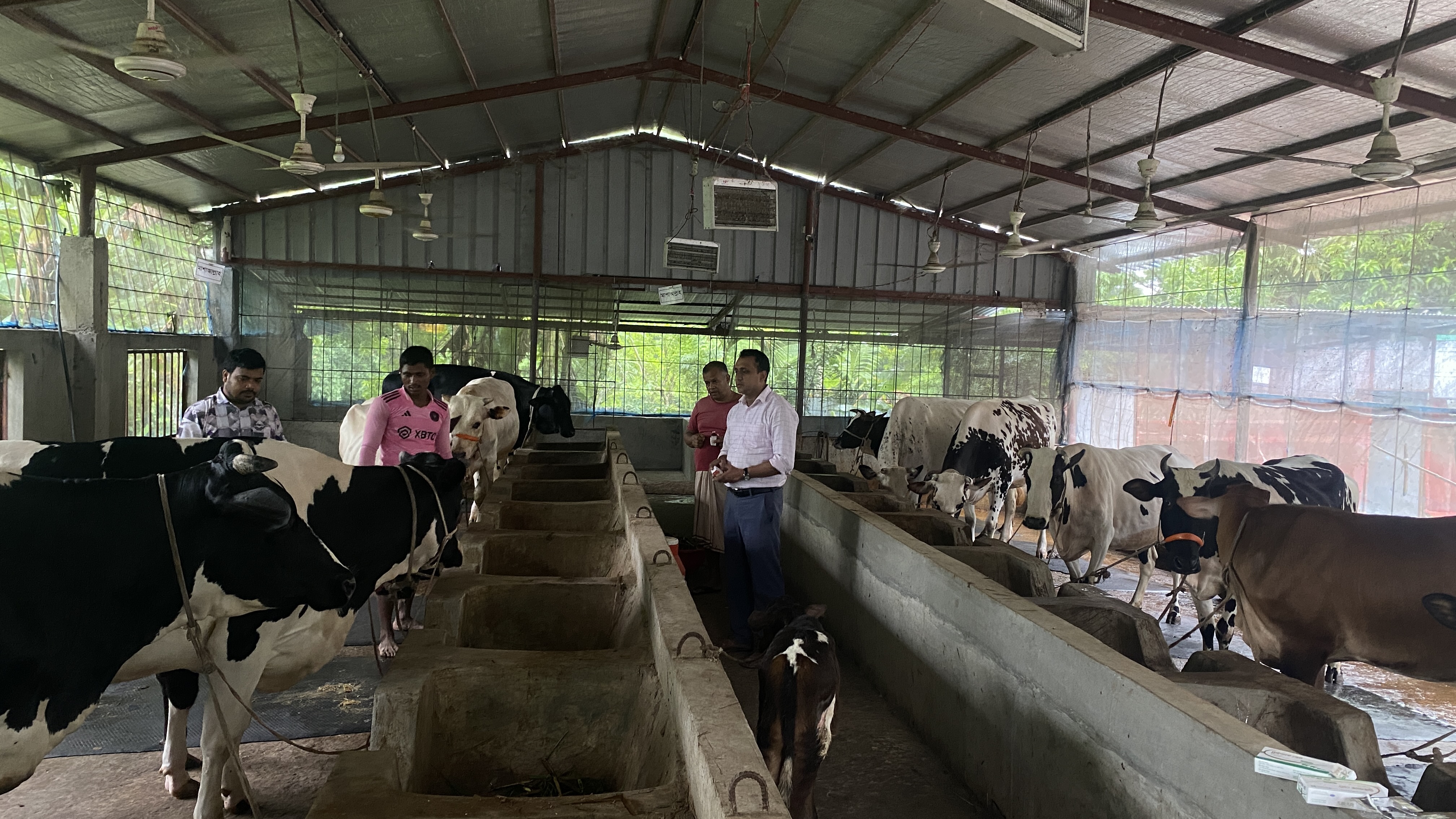 ক্ষুরারোগে আক্রাক্ত একটি খামার পরিদর্শন করে প্রয়োজনীয় চিকিৎসা ও পরামর্শ দেন উপজেলা প্রাণিসম্পদ কর্মকর্তা (ভারপ্রাপ্ত)। তিনি এই সময় খামারীকে ঘাস চাষ বৃদ্ধির পরামর্শ ও ঘাস চাষের প্রযুক্তি সহায়িকা উপহার দেন।