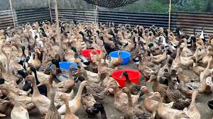 হাঁসের ছবি