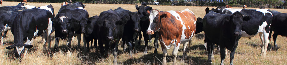 উপজেলা প্রাণিসম্পদ দপ্তর,ধোবাউড়া,ময়মনসিংহ