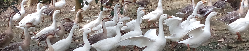 হাঁস