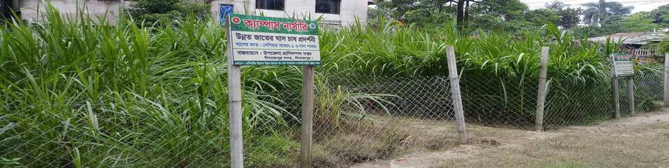 নেপিয়ার পাকচং-১