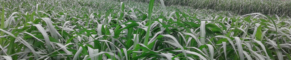 পাকচং ঘাস