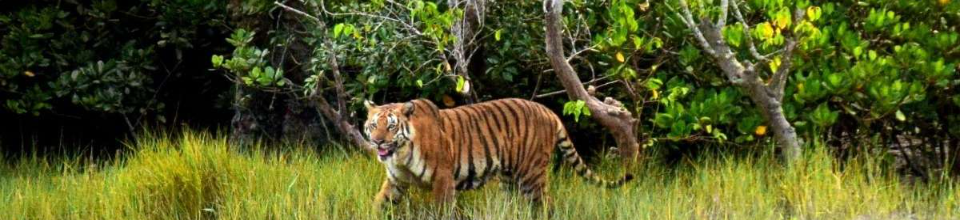 সুন্দরবন