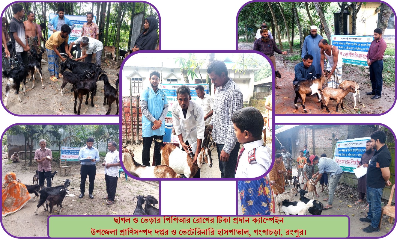 ছাগল ও ভেড়ার পিপিআর রোগের টিকা প্রদান ক্যাম্পেইন