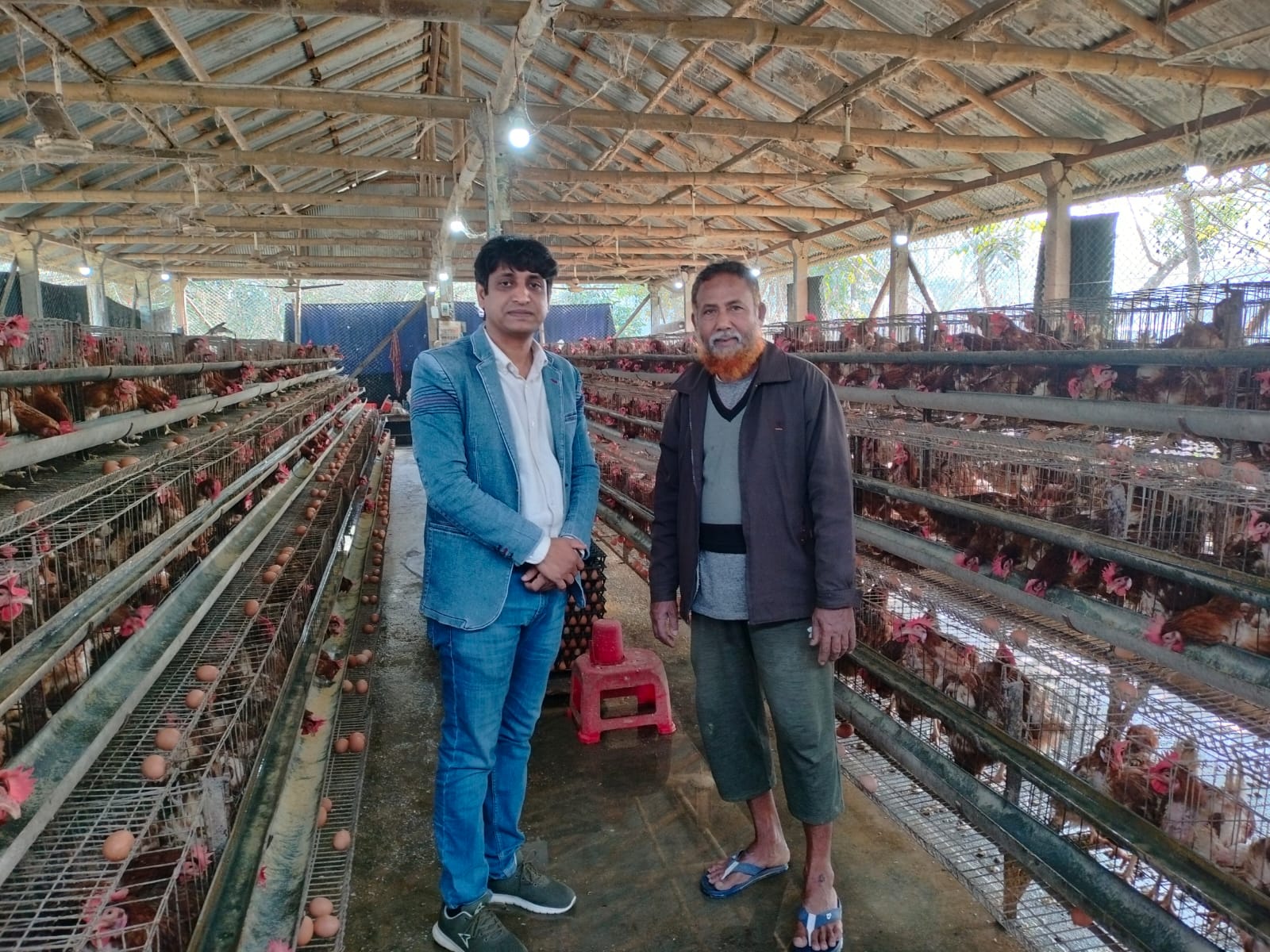 লেয়ার খামার