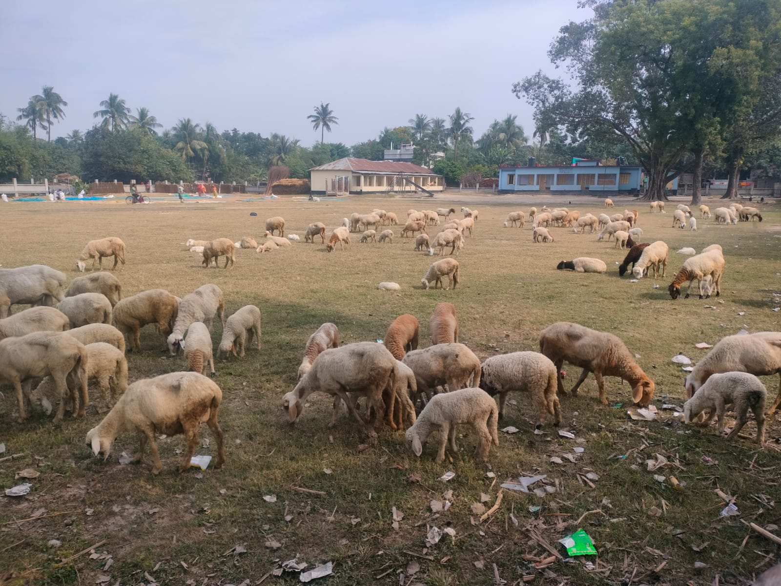 ভেড়ার পাল