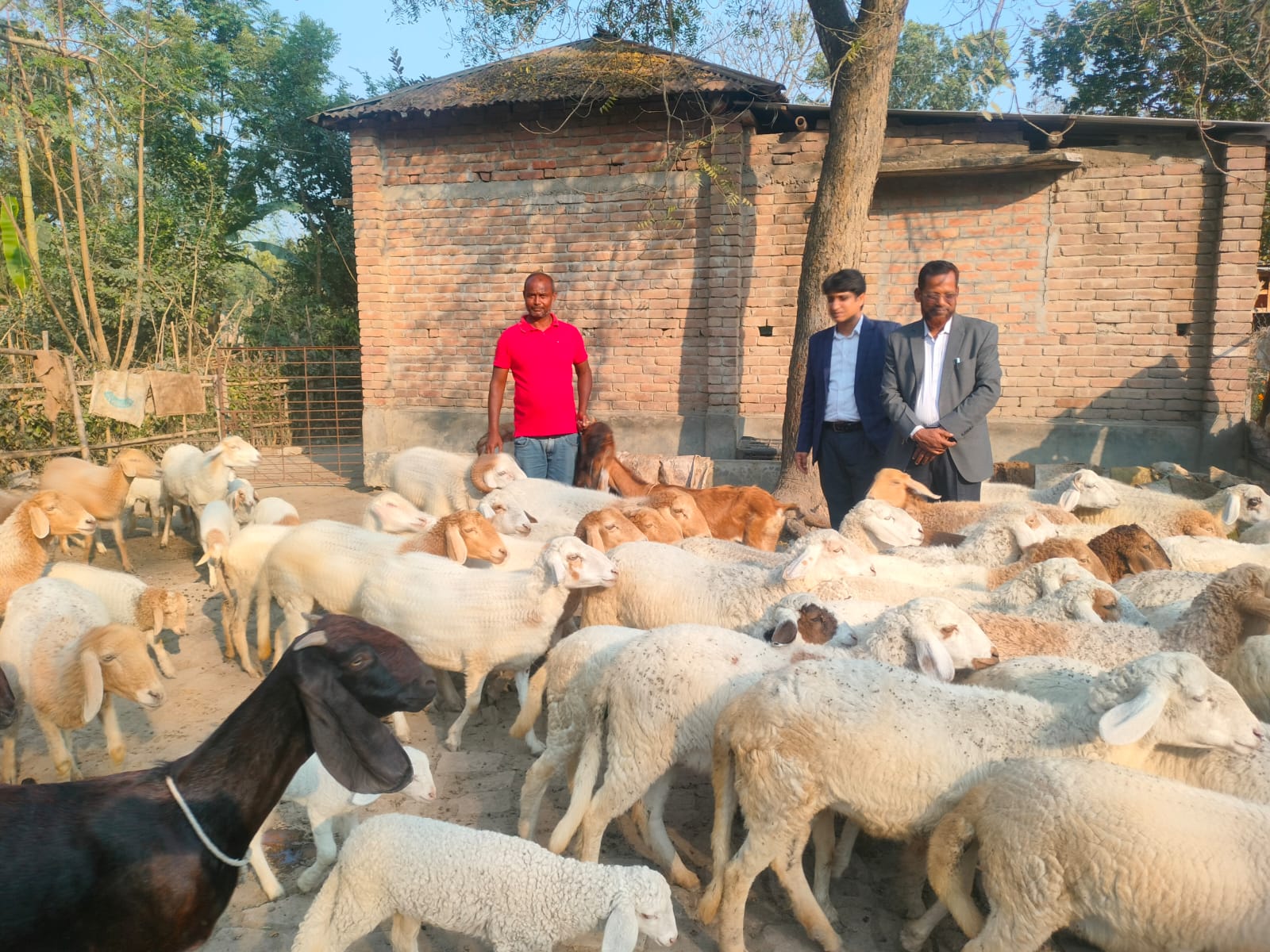 গাড়ল খামার