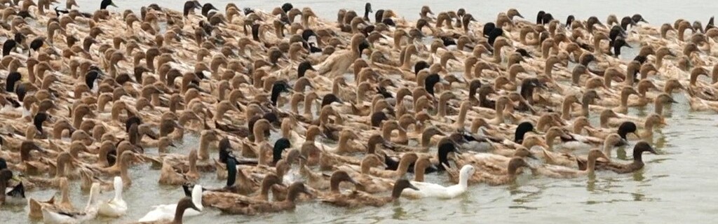 ব্যানার