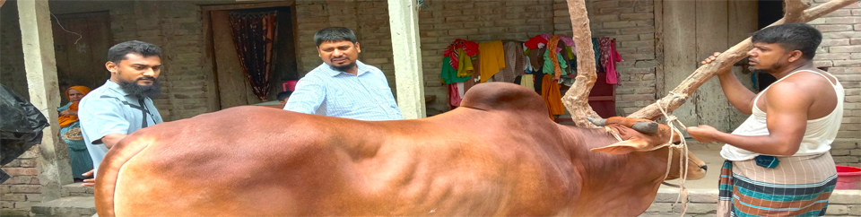 ভেটেরিনারি সেবা