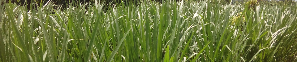 পাকচং ঘাস