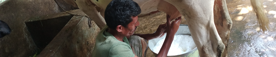 সংকর জাতের গাভী