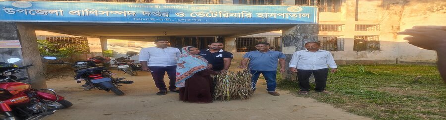 ঘাসের কাটিং বিতরণ