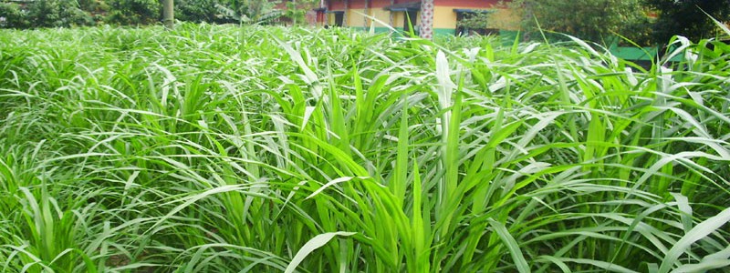 নেপিয়ার ঘাস