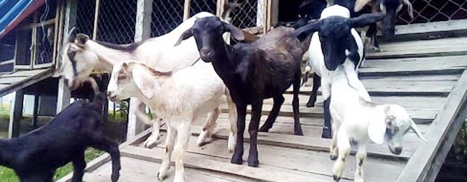 ছাগলের খামার