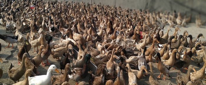 হাঁসের খামার