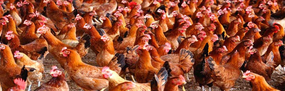 সোনালী মুরগী