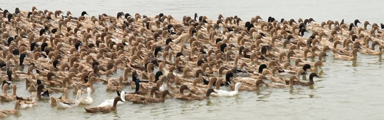 হাঁস খামারের ছবি