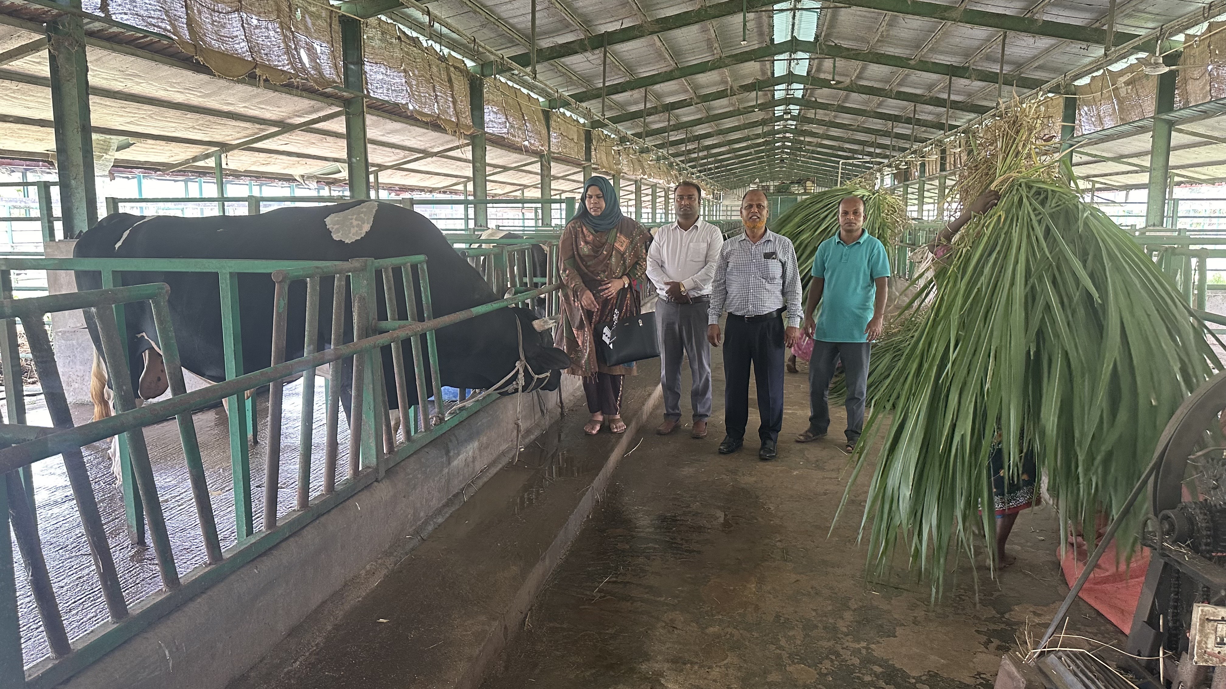 গরু হৃষ্টপুষ্টকরণ খামার পরিদর্শন