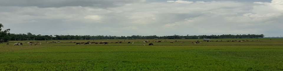 চারণ ভূমি