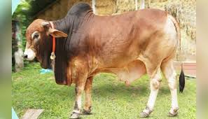 মোটাতাজাকরণ