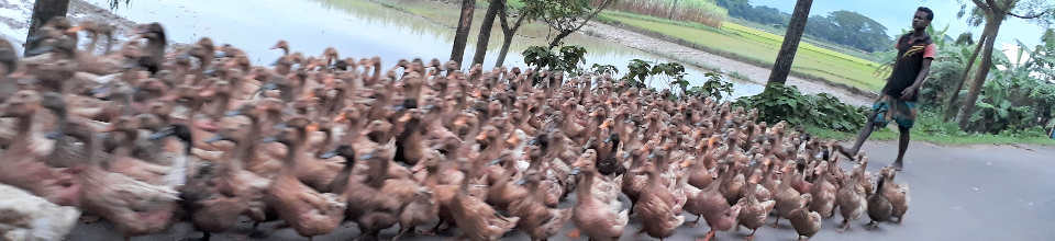 হাঁস পালন_কলমাকান্দা