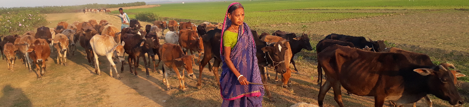 গরু লালন-পালন_কলমাকান্দা