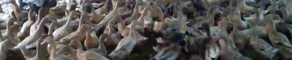 হাঁস খামার
