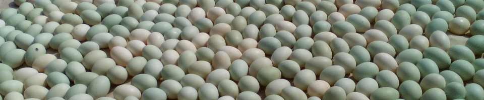 হাঁসের ডিম