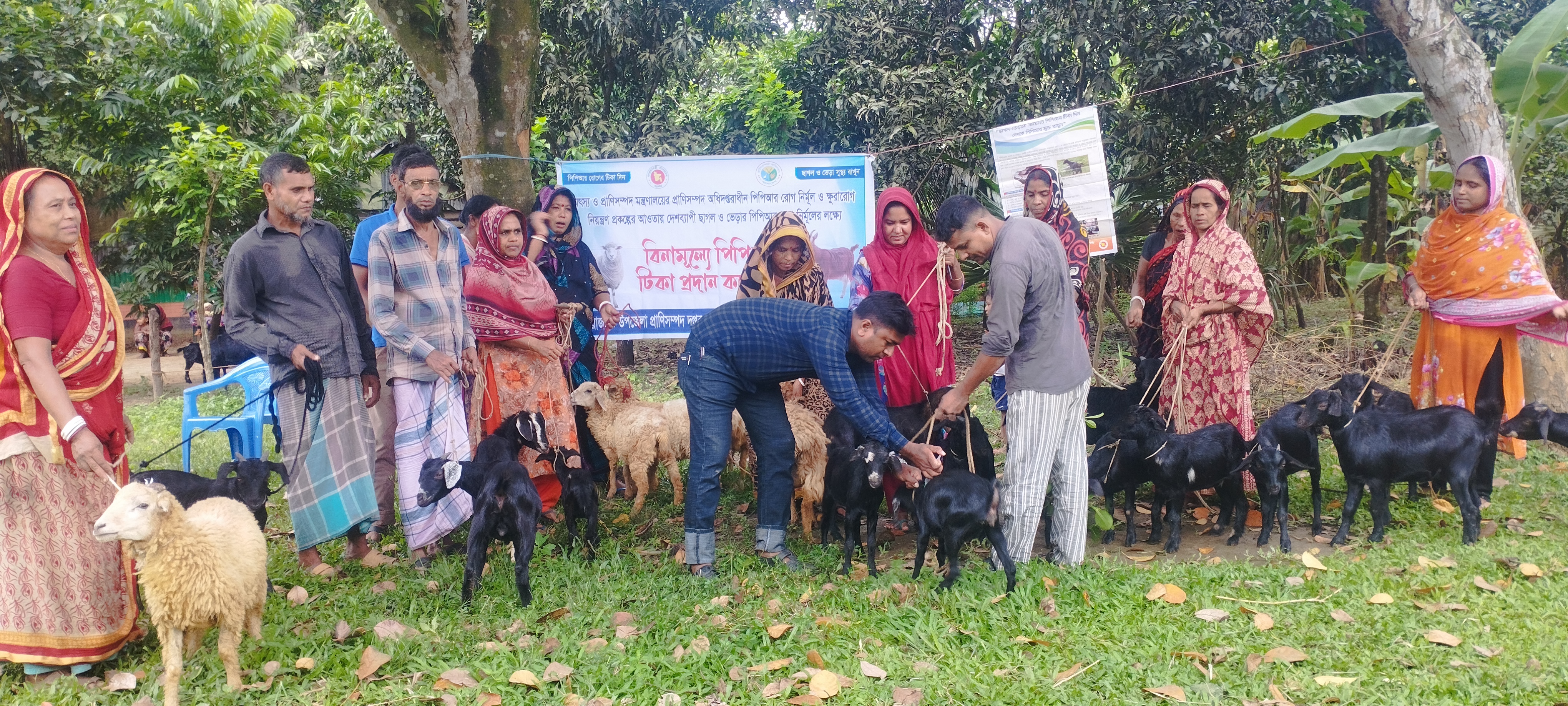 ছাগল ও ভেড়ার পিপিআর রোগের টিকা প্রদানের স্থির চিত্র