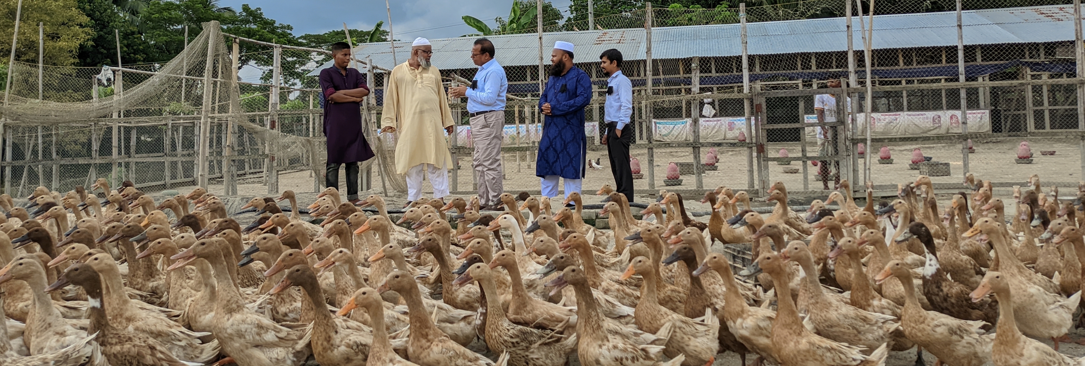হাঁসের খামার পরিদর্শন