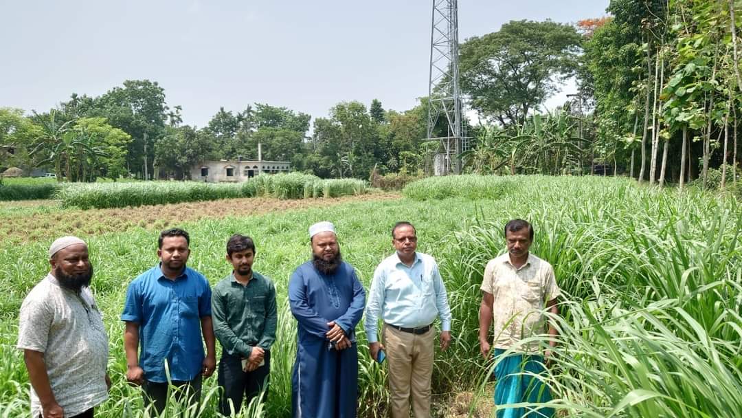 ঘাস চাষের পরিদর্শন