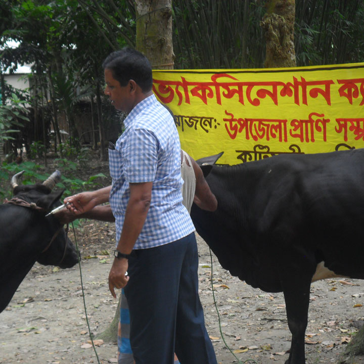 গবাদী পশুর টিকা প্রদান