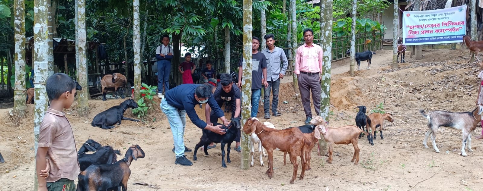 পিপিআর টিকা প্রদান