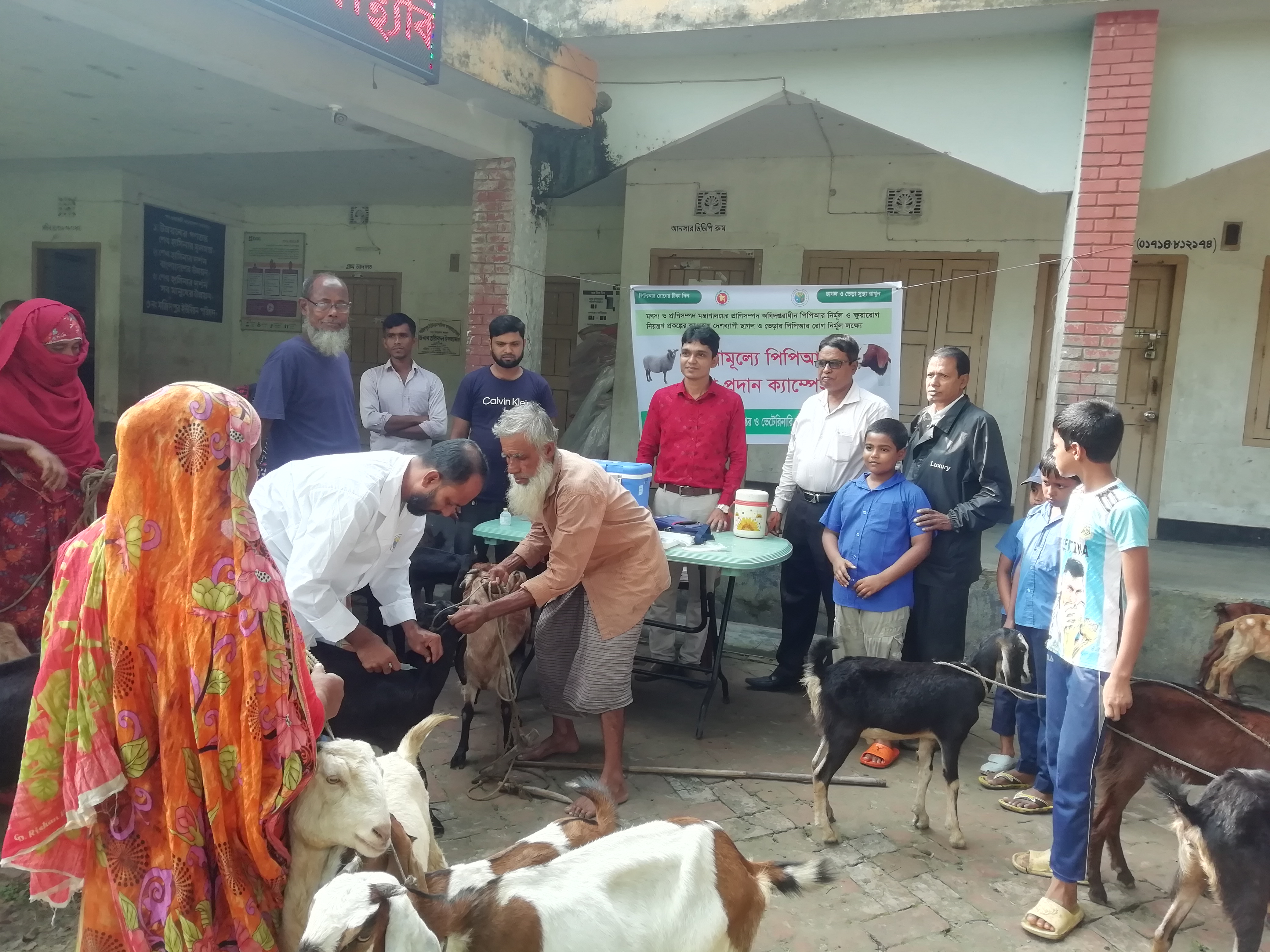 বিনামূল্যে সকল ছাগল-ভেড়ার পিপিআর টিকা প্রদান