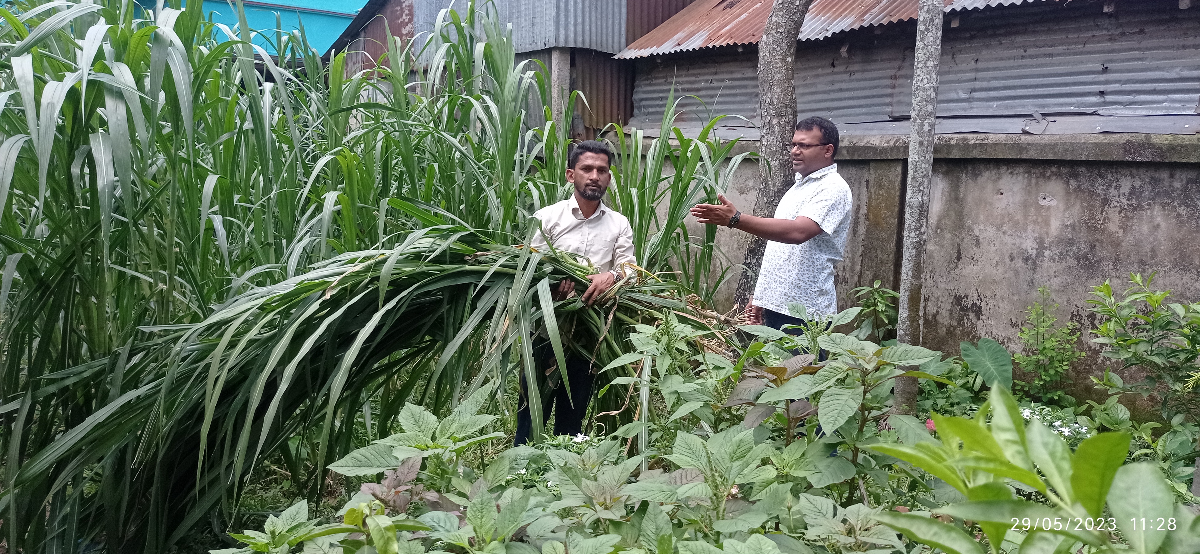 ঘাসের কাটিং বিতরন