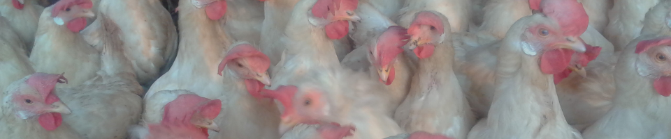 পোল্ট্রি ফার্ম