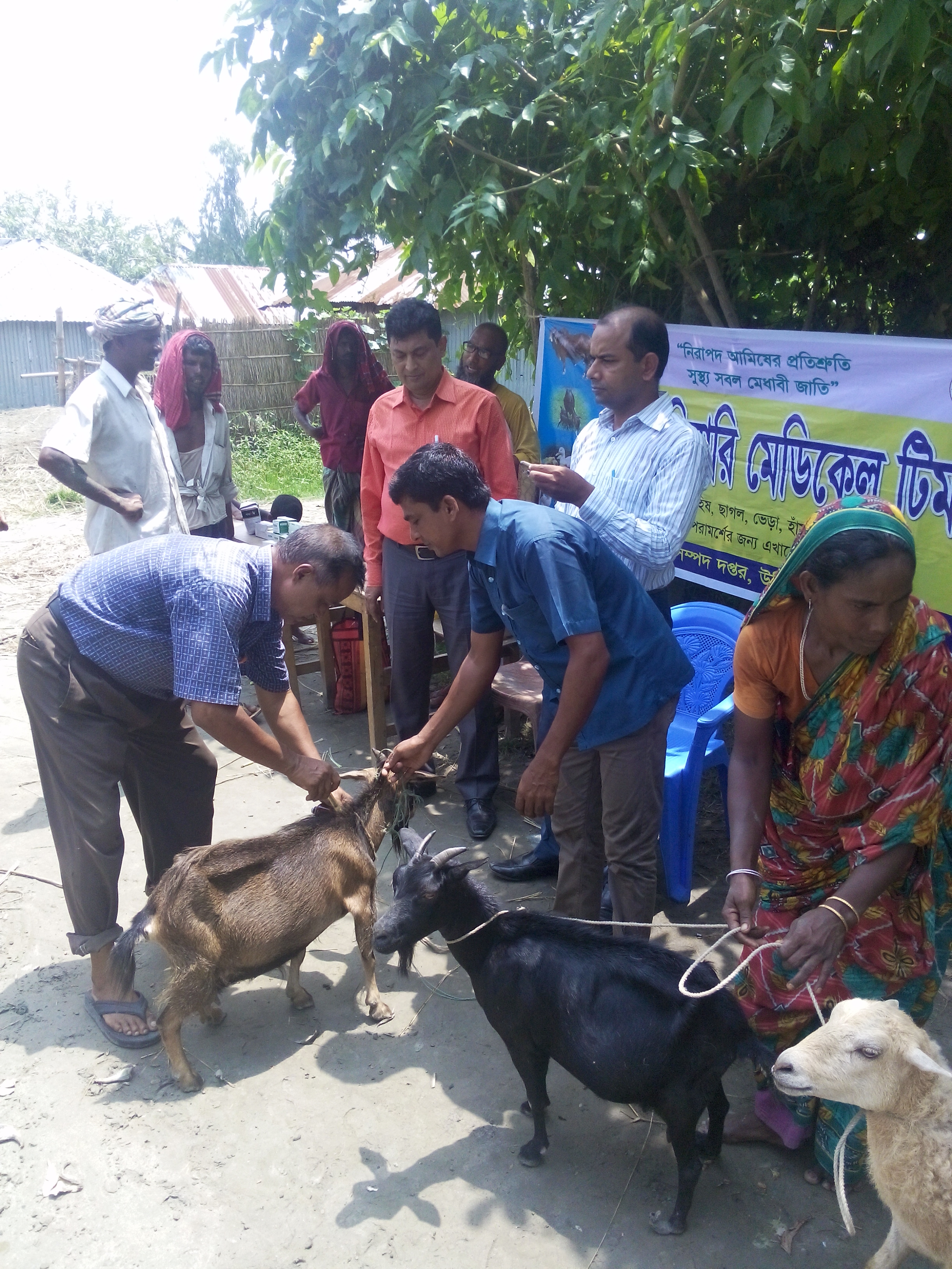 গবাদিপশুর টিকা দান কার্যক্রম