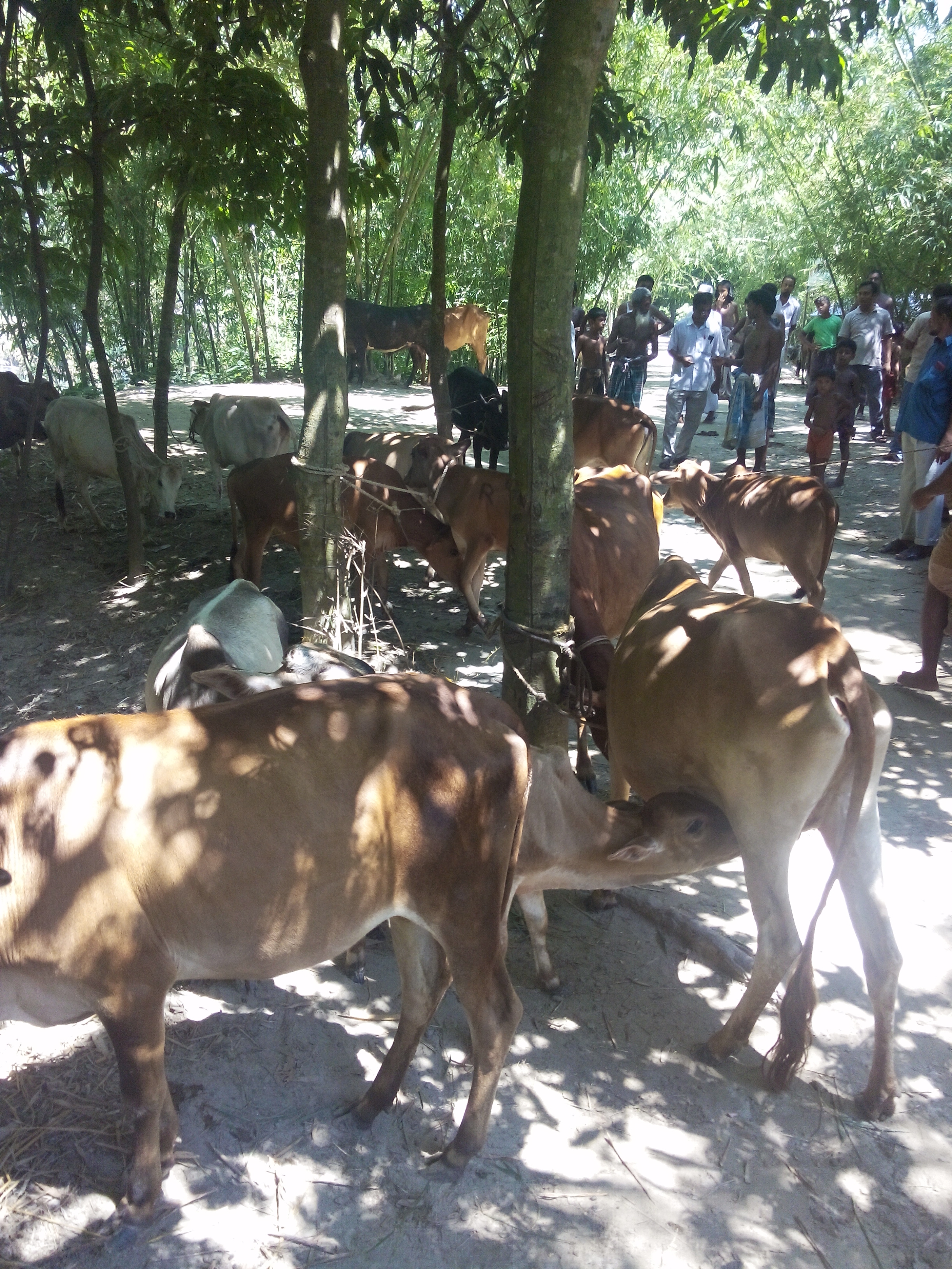 গবাদিপশুর টিকা দান কার্যক্রম