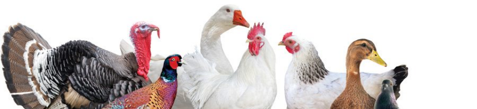 Flock