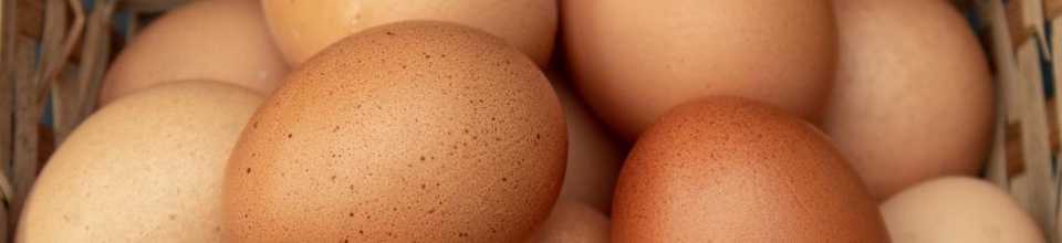 Egg