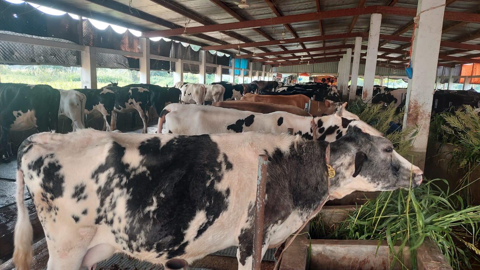 উপজেলা প্রাণি সম্পদ দপ্তরের বিভিন্ন কার্যক্রম