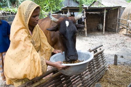 প্রাণী সম্পদ