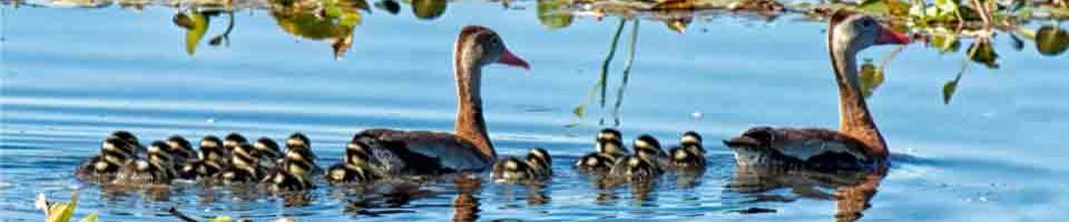 ব্যানার-২