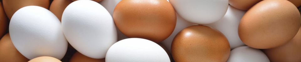 ব্যানার-২