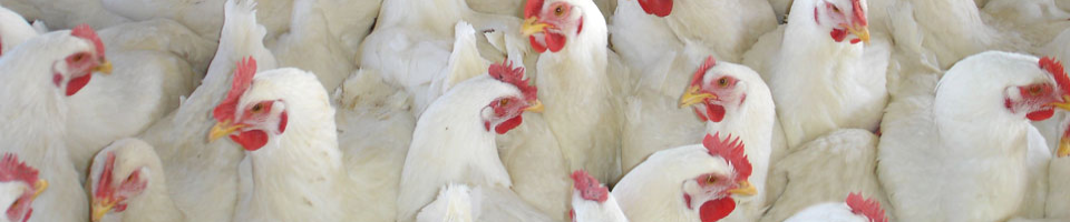 ব্যানার-২