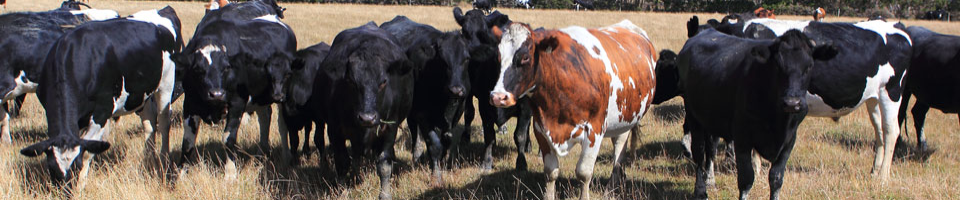 ব্যানার-২