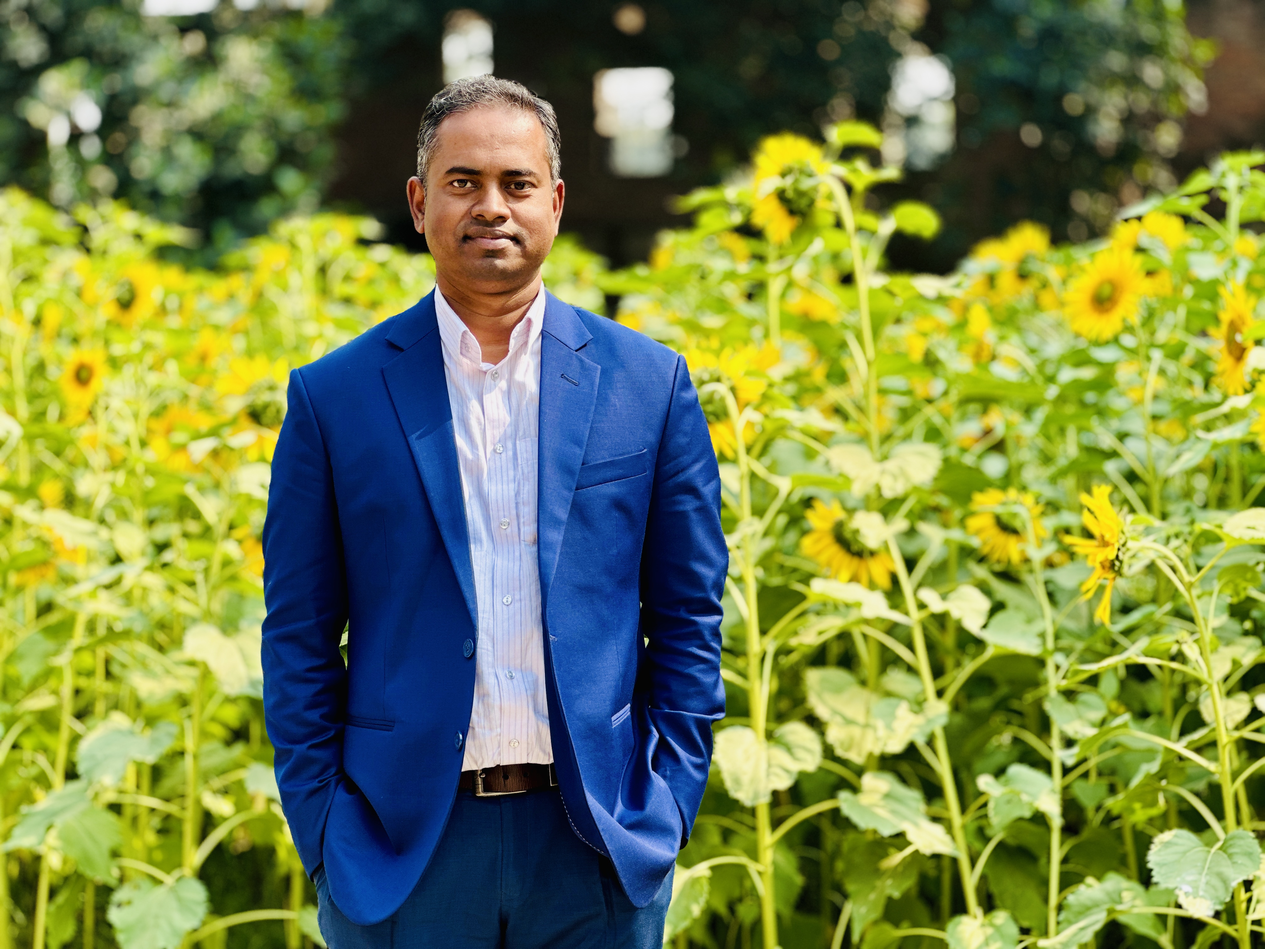 সূর্যমুখী ফুলের বাগান