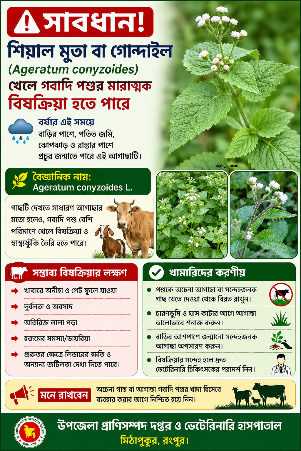কুকুরমুথা/শিয়ালমুথা/গোন্দাইল ঘাসে বিষক্রিয়া