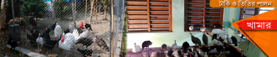 টার্কি পালন